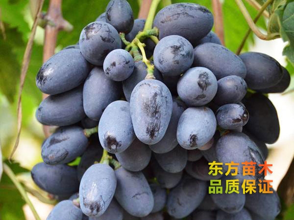 紫甜無(wú)核葡萄