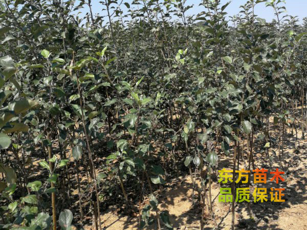 蘋(píng)果苗