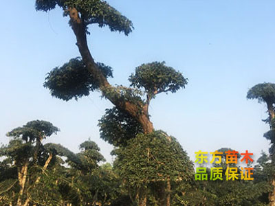 對(duì)節(jié)白蠟