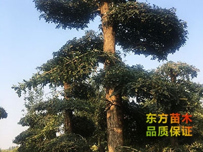 對(duì)節(jié)白蠟