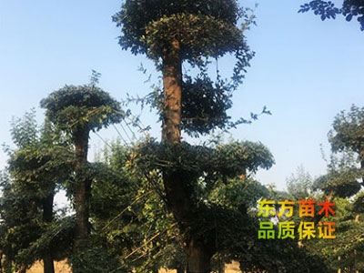 對(duì)節(jié)白蠟