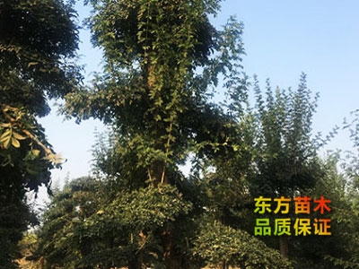 對(duì)節(jié)白蠟