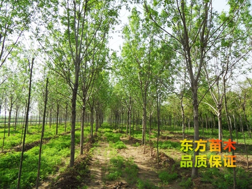 苗木栽培以后應(yīng)該注意哪些？