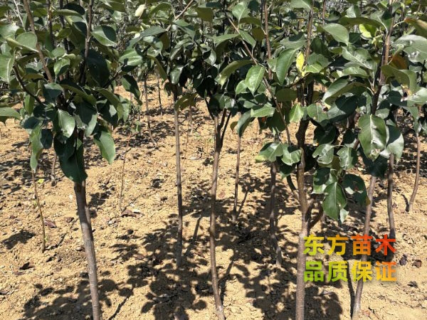 選購(gòu)果樹(shù)苗木需要特別注意這3點(diǎn)